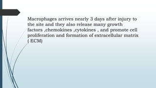Macrophages arrives nearly 3 days after injury to
the site and they also release many growth
factors ,chemokines ,cytokines , and promote cell
proliferation and formation of extracellular matrix
( ECM)
 