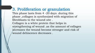 3. Proliferation or granulation
This phase lasts from 4 -20 days .during this
phase ,collagen is synthesized with migration of
fibroblasts to the wound site .
Collagen is a white protein that helps in
strengthening of wound .as the amount of collagen
increases the wound become stronger and risk of
wound dehiscence decreases .
 