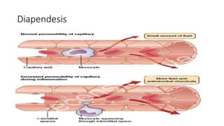 Wound Healing 12
Diapendesis
 