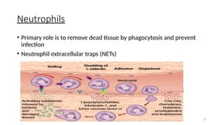 Wound Healing 13
Neutrophils
• Primary role is to remove dead tissue by phagocytosis and prevent
infection
• Neutrophil extracellular traps (NETs)
 