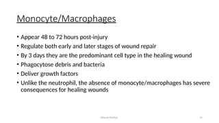 Wound Healing 15
Monocyte/Macrophages
• Appear 48 to 72 hours post-injury
• Regulate both early and later stages of wound repair
• By 3 days they are the predominant cell type in the healing wound
• Phagocytose debris and bacteria
• Deliver growth factors
• Unlike the neutrophil, the absence of monocyte/macrophages has severe
consequences for healing wounds
 