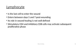 Wound Healing 18
Lymphocyte
• Is the last cell to enter the wound
• Enters between days 5 and 7 post-wounding
• Its role in wound healing is not well defined
• Stimulatory CD4 and inhibitory CD8 cells may activate subsequent
proliferative phase
 