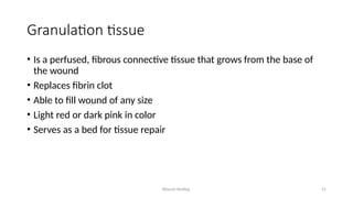 Wound Healing 21
Granulation tissue
• Is a perfused, fibrous connective tissue that grows from the base of
the wound
• Replaces fibrin clot
• Able to fill wound of any size
• Light red or dark pink in color
• Serves as a bed for tissue repair
 