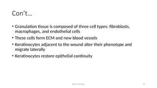 Wound Healing 22
Con’t…
• Granulation tissue is composed of three cell types: fibroblasts,
macrophages, and endothelial cells
• These cells form ECM and new blood vessels
• Keratinocytes adjacent to the wound alter their phenotype and
migrate laterally
• Keratinocytes restore epithelial continuity
 