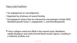 Wound Healing 24
Vascularization
• Via angiogenesis or vasculogenesis
• Regulated by all phases of wound healing
• Proangiogenic factors that are released by macrophages include VEGF,
fibroblast growth factor 2, angiopoietin 1, and thrombospondin
 Once collagen matrix has filled in the wound cavity, fibroblasts
rapidly disappear and newly formed blood vessels regress, resulting in
a relatively acellular scar
 