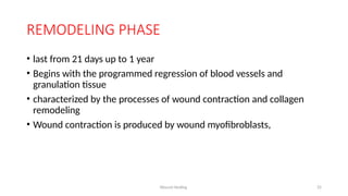 Wound Healing 25
REMODELING PHASE
• last from 21 days up to 1 year
• Begins with the programmed regression of blood vessels and
granulation tissue
• characterized by the processes of wound contraction and collagen
remodeling
• Wound contraction is produced by wound myofibroblasts,
 