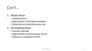 Wound Healing 34
Con’t…
2. Repair phase
• starting at day 3
• Regeneration of disrupted myofibers
• Production of connective tissue scar
3. Remodeling phase
• Vascular ingrowth
• Regeneration of intramuscular nerves
• Adhesion of myofibers to ECM
 