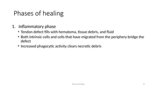 Wound Healing 41
Phases of healing
1. Inflammatory phase
• Tendon defect fills with hematoma, tissue debris, and fluid
• Both intrinsic cells and cells that have migrated from the periphery bridge the
defect
• Increased phagocytic activity clears necrotic debris
 