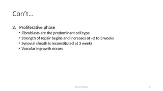 Wound Healing 42
Con’t…
2. Proliferative phase
• Fibroblasts are the predominant cell type
• Strength of repair begins and increases at ~2 to 3 weeks
• Synovial sheath is reconstituted at 3 weeks
• Vascular ingrowth occurs
 