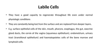 Comprehensive Overview of Wound Healing, Tissue Repair, and ...