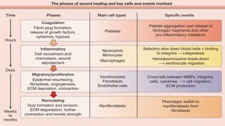 The phases of wound healing and key cells and events involved
Time Phases Main cell types Specific events
Coagulation
Platelets
Fibrin plug formation,
release of growth factors,
cytokines, hypoxia
Days
Weeks
to
months
Platelet aggregation and release of
fibrinogen fragments and other
pro-inflammatory mediators
Selectins slow down blood cells + binding
to integrins diapedesis
Cross-talk between MMPs, integrins,
cells, cytokines cell migration,
ECM production
Phenotypic switch to
myofibroblasts from
fibroblasts
Cell recruitment and
chemotaxis, wound
debridement
Epidermal resurfacing,
fibroplasia, angiogenesis,
ECM deposition, contraction
Scar formation and revision,
ECM degredation, further
contraction and tensile strength
Neutrophils
Monocytes
Macrophages
Keratinocytes
Fibroblasts
Endothelial cells
Myofibroblasts
Inflammatory
Migratory/proliferative
Remodeling
Hemidesomosome break-down
keritinocyte migration
Hours
 