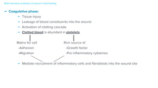 - Coagulative phase:


- Tissue injury


- Leakage of blood constituents into the wound


- Activation of clotting cascade


- Clotted blood is abundant in platelets


Matrix for cell Rich source of


-Adhesion -Growth factor


-Migration -Pro in
fl
ammatory cytokines




- Mediate recruitment of in
fl
ammatory cells and
fi
broblasts into the wound site
Brief overview of phases of wound h heal healing
 