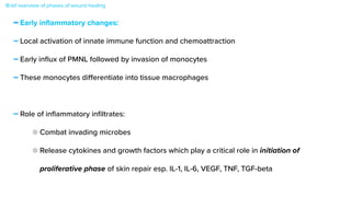 Brief overview of phases of wound healing
-Early in
fl
ammatory changes:


-Local activation of innate immune function and chemoattraction


-Early in
fl
ux of PMNL followed by invasion of monocytes


-These monocytes di
ff
erentiate into tissue macrophages


-Role of in
fl
ammatory in
fi
ltrates:


Combat invading microbes


Release cytokines and growth factors which play a critical role in initiation of
proliferative phase of skin repair esp. IL-1, IL-6, VEGF, TNF, TGF-beta
 
