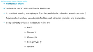 - Proliferative phase:


- Granulation tissue covers and
fi
lls the wound area.


- It consists of invading macrophages,
fi
broblast, endothelial cells(act as vessels precursors)


- Provisional extracellular wound matrix facilitates cell adhesion, migration and proliferation


- Component of provisional extracellular matrix are:


Fibrin


Fibronectin


Vitronectin


Collagen type III


Tenasin


Brief overview of phases of wound healing
 