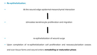 - Re-epithelialization:


- At the wound edge epidermal-mesenchymal interaction


- stimulates keratinocyte proliferation and migration




- re-epthelialization of wound surge


- Upon completion of re-epithelialization cell proliferation and neovascularization ceases
and scar tissue forms and wound enters remodelling or maturation phase.
 