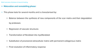 - Maturation and remodelling phase:


- This phase lasts for several months and is characterised by:


Balance between the synthesis of new components of the scar matrix and their degradation
by proteases


Regression of vascular structures


Transformation of
fi
broblast into myo
fi
broblast


Substitution of provisional extracellular matrix with permanent collagenous matrix


Final resolution of in
fl
ammatory response
Brief overview of phases of wound healing
 