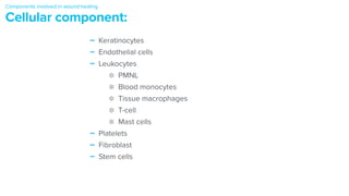 Components involved in wound healing


Cellular component:
- Keratinocytes


- Endothelial cells


- Leukocytes


PMNL


Blood monocytes


Tissue macrophages


T-cell


Mast cells


- Platelets


- Fibroblast


- Stem cells
 