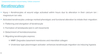 - Injury > Keratinocytes at wound edge activated within hours due to alteration in their calcium ion :
magnesium ion ratio


- Activated keratinocytes undergo marked phenotypic and functional alteration to initiate their migration:


Flattening and elongation of keratinocyte


Formation of lamelipodia (aid in cell movement)


Detachment of hemidesmosomes


Migrating keratinocytes express:


MMP: Degrades basement membrane and interstitial collagen


Urokinase type plasminogen activator: enhances keratinocyte migration via inducing hypoxia


Keratinocytes:
Components involved in wound healing : Cellular component


 
