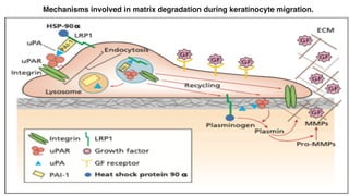 Mechanisms involved in matrix degradation during keratinocyte migration.
 