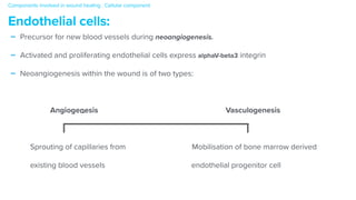 - Precursor for new blood vessels during neoangiogenesis.


- Activated and proliferating endothelial cells express alphaV-beta3 integrin


- Neoangiogenesis within the wound is of two types:


Angiogenesis Vasculogenesis


Sprouting of capillaries from Mobilisation of bone marrow derived


existing blood vessels endothelial progenitor cell
Components involved in wound healing : Cellular component


Endothelial cells:
 