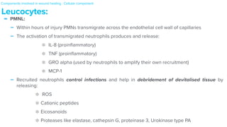 - PMNL:


- Within hours of injury PMNs transmigrate across the endothelial cell wall of capillaries


- The activation of transmigrated neutrophils produces and release:


IL-8 (proin
fl
ammatory)


TNF (proin
fl
ammatory)


GRO alpha (used by neutrophils to amplify their own recruitment)


MCP-1


- Recruited neutrophils control infections and help in debridement of devitalised tissue by
releasing:


ROS


Cationic peptides


Eicosanoids


Proteases like elastase, cathepsin G, proteinase 3, Urokinase type PA
Leucocytes:
Components involved in wound healing : Cellular component


 