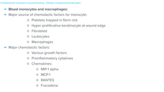 - Blood monocytes and macrophages:


- Major source of chemotactic factors for monocyte:


Platelets trapped in
fi
brin clot


Hyper proliferative keratinocyte at wound edge


Fibroblast


Leukocytes


Macrophages


- Major chemotactic factors:


Various growth factors


Proin
fl
ammatory cytokines


Chemokines:


MIP-1 alpha


MCP-1


RANTES


Fractalkine
Components involved in wound healing : Cellular component-Leukocytes
 