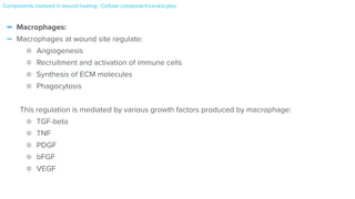 - Macrophages:


- Macrophages at wound site regulate:


Angiogenesis


Recruitment and activation of immune cells


Synthesis of ECM molecules


Phagocytosis


This regulation is mediated by various growth factors produced by macrophage:


TGF-beta


TNF


PDGF


bFGF


VEGF
Components involved in wound healing : Cellular component-Leukocytes
 