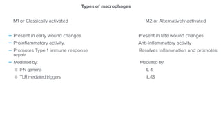 Types of macrophages


M1 or Classically activated M2 or Alternatively activated


-Present in early wound changes. Present in late wound changes.


-Proin
fl
ammatory activity. Anti-in
fl
ammatory activity


-Promotes Type 1 immune response Resolves in
fl
ammation and promotes
repair


-Mediatedby: Mediatedby:


IFN-gamma IL-4


TLRmediatedtriggers IL-13


 