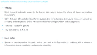 - T-Cells:


- Most frequent leukocyte subset in the human skin wound during the phase of tissue remodelling
(maturation).


- CD4+ Tells can di
ff
erentiate into di
ff
erent subsets thereby in
fl
uencing the wound microenvironment by
secreting distinct cytokine pro
fi
le which in
fl
uence macrophage function and angiogenesis.


- Th 1 cells secrete INF-gamma


- Th 2 cells secrete IL-4, IL-13


- Mast cells:


- Source of prostaglandins, biogenic amine, pro and anti-in
fl
ammatory cytokines which in
fl
uence
in
fl
ammation, tissue modulation and vascular modelling.
Components involved in wound healing : Cellular component-Leukocytes
 
