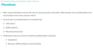 - After injury
fi
broblast next to the site of injury become activated, di
ff
erentiate into myo
fi
broblast and
reconstitute new extra cellular matrix


- Conversion to myo
fi
broblast is mediated by:


TGF beta 1


ECM proteins


Mechanical tension


- Following closure of wound healing myo
fi
broblast undergo:


Apoptosis


Reverse di
ff
erentiation into
fi
broblast
Fibroblast:
Components involved in wound healing : Cellular component


 