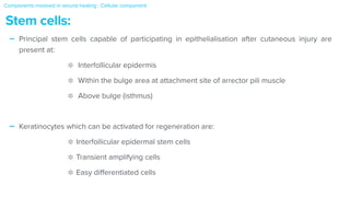 - Principal stem cells capable of participating in epithelialisation after cutaneous injury are
present at:


Interfollicular epidermis


Within the bulge area at attachment site of arrector pili muscle


Above bulge (isthmus)


- Keratinocytes which can be activated for regeneration are:


Interfollicular epidermal stem cells


Transient amplifying cells


Easy di
ff
erentiated cells
Stem cells:
Components involved in wound healing : Cellular component


 