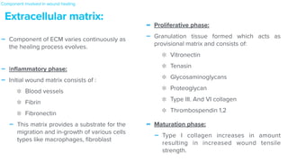 - Component of ECM varies continuously as
the healing process evolves.


- In
fl
ammatory phase:


- Initial wound matrix consists of :


Blood vessels


Fibrin


Fibronectin


- This matrix provides a substrate for the
migration and in-growth of various cells
types like macrophages,
fi
broblast
Extracellular matrix:
Component involved in wound healing
- Proliferative phase:


- Granulation tissue formed which acts as
provisional matrix and consists of:


Vitronectin


Tenasin


Glycosaminoglycans


Proteoglycan


Type III. And VI collagen


Thrombospendin 1,2


- Maturation phase:


- Type I collagen increases in amount
resulting in increased wound tensile
strength.
 