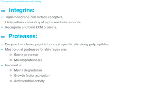 - Transmembrane cell surface receptors.


- Heterodimer consisting of alpha and beta subunits.


- Recognise and bind ECM proteins.
Component involved in wound healing
- Proteases:
- Enzyme that cleave peptide bonds at speci
fi
c site along polypeptides


- Most crucial proteases for skin repair are:


Serine protease


Metalloproteinases


- Involved in:


Matrix degradation


Growth factor activation


Antimicrobial activity


- Integrins:
 