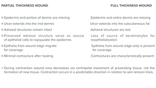 PARTIAL THICKNESS WOUND FULL THICKNESS WOUND


Epidermis and portion of dermis are missing Epidermis and entire dermis are missing


Ulcer extends into the mid dermis Ulcer extends into the subcutaneous fat


Adnexal structures remain intact Adnexal structures are lost


Preserved adnexal structure serve as source Loss of source of keratinocytes for
of epithelial cells to repopulate the epidermis reepithelialization


Epithelia from wound edge migrate Epithelia from wound edge only is present
for coverage for coverage


Minimal contracture after healing Contractures are characteristically present


-During contraction wound area decreases via centripetal movement of preexisting tissue, not the
formation of new tissue. Contraction occurs in a predictable direction in relation to skin tension lines.
 