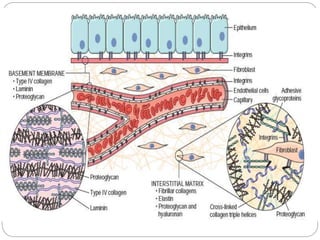 Wound healing and repair Repair/Healing : restoration of tissue ...