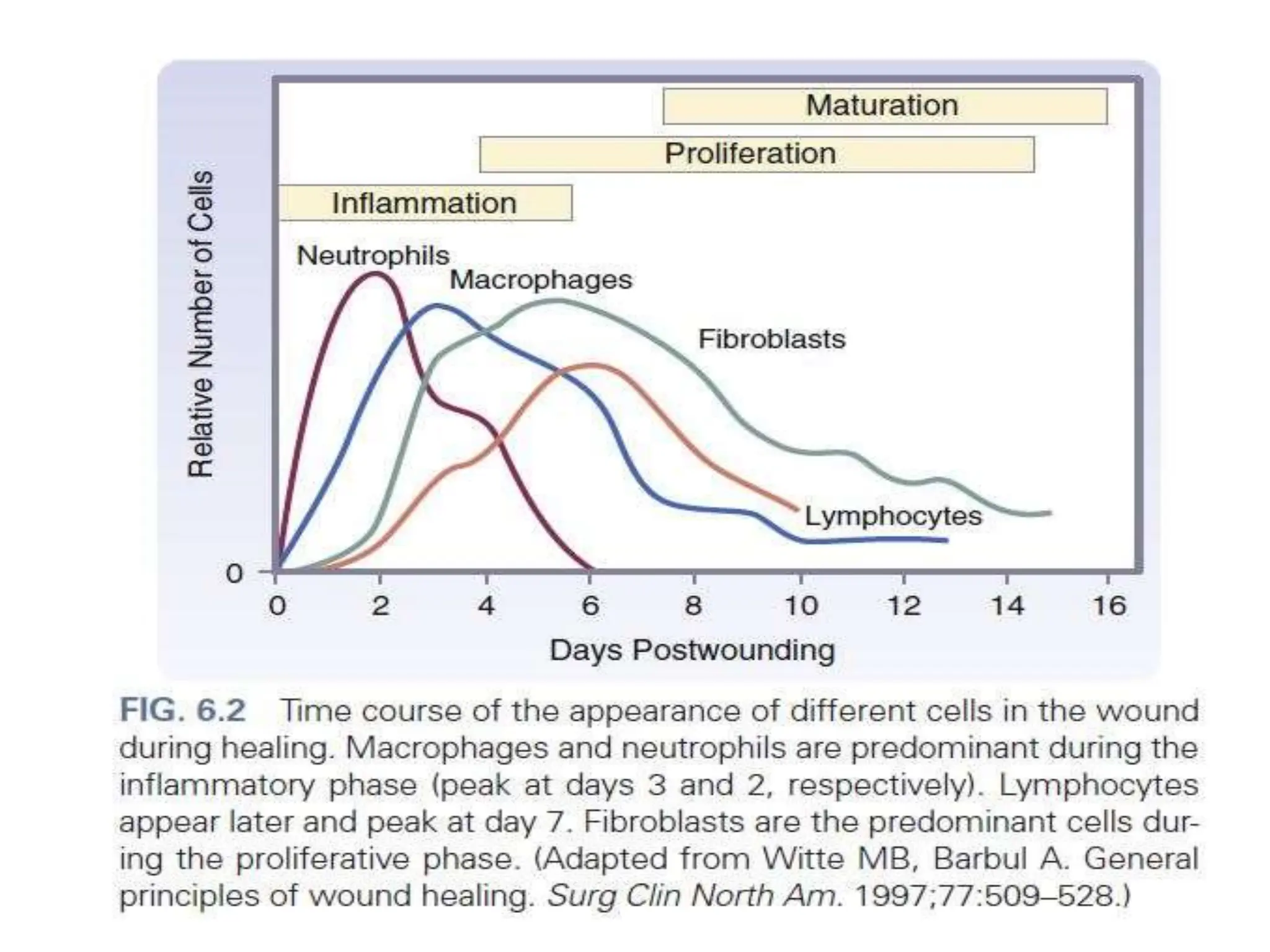 wound healing , factors affectings and wound management | PPTX