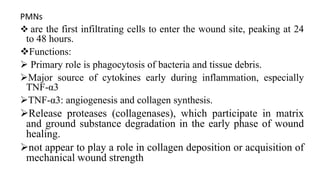 PMNs
 are the first infiltrating cells to enter the wound site, peaking at 24
to 48 hours.
Functions:
 Primary role is phagocytosis of bacteria and tissue debris.
Major source of cytokines early during inflammation, especially
TNF-α3
TNF-α3: angiogenesis and collagen synthesis.
Release proteases (collagenases), which participate in matrix
and ground substance degradation in the early phase of wound
healing.
not appear to play a role in collagen deposition or acquisition of
mechanical wound strength
 