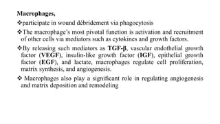 Macrophages,
participate in wound débridement via phagocytosis
The macrophage’s most pivotal function is activation and recruitment
of other cells via mediators such as cytokines and growth factors.
By releasing such mediators as TGF-β, vascular endothelial growth
factor (VEGF), insulin-like growth factor (IGF), epithelial growth
factor (EGF), and lactate, macrophages regulate cell proliferation,
matrix synthesis, and angiogenesis.
 Macrophages also play a significant role in regulating angiogenesis
and matrix deposition and remodeling
 