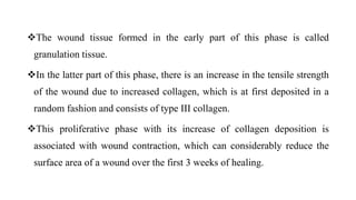 The wound tissue formed in the early part of this phase is called
granulation tissue.
In the latter part of this phase, there is an increase in the tensile strength
of the wound due to increased collagen, which is at first deposited in a
random fashion and consists of type III collagen.
This proliferative phase with its increase of collagen deposition is
associated with wound contraction, which can considerably reduce the
surface area of a wound over the first 3 weeks of healing.
 