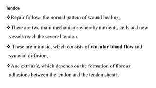 Tendon
Repair follows the normal pattern of wound healing,
There are two main mechanisms whereby nutrients, cells and new
vessels reach the severed tendon.
 These are intrinsic, which consists of vincular blood flow and
synovial diffusion,
And extrinsic, which depends on the formation of fibrous
adhesions between the tendon and the tendon sheath.
 