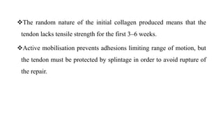The random nature of the initial collagen produced means that the
tendon lacks tensile strength for the first 3–6 weeks.
Active mobilisation prevents adhesions limiting range of motion, but
the tendon must be protected by splintage in order to avoid rupture of
the repair.
 
