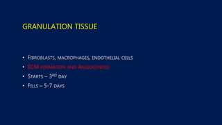 GRANULATION TISSUE
•
• ECM FORMATION AND ANGIOGENESIS
•
•
 