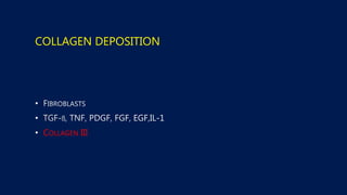 COLLAGEN DEPOSITION
•
•
• COLLAGEN III
 