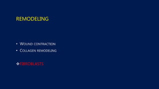 REMODELING
•
•
FIBROBLASTS
 