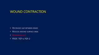 WOUND CONTRACTION
•
•
• MYOFIBROBLASTS
•
 