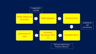 Fibrillar collagen and
Tissue factor
Platelet aggregation Provisional matrix
Neutrophils (48 hrs)
Monocytes/
Macrophages (48-72
hrs)
Lymphocytes (5-7
days)
Coagulation
cascade
Scaffold for
cell
recruitment
Remove dead tissue.
Prevent infection.
 