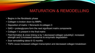 MATURATION & REMODELLING
• Begins in the fibroblastic phase
• Collagen is broken down by MMPs
• Deposition of matrix = fibronectin & collagen 3
• GAG + proteoglycans form the next significant matrix components
• Collagen 1 is present in the final matrix
• Fibril formation & cross linking is by 1.decreased collagen solubility2. increased
strength and 3.increased resistance to enzymatic degradation
• Scar remodelling takes 6-12 months
• TGFb cause increased collagen transcription and decreased collagen breakdown
 