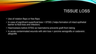 TISSUE LOSS
• Use of rotation flaps or free flaps
• In case of significant superficial loss = STSG ( helps formation of intact epithelial
barrier to fluid loss and infection)
• Haemostasis before STSG as haematoma prevents graft from taking
• In acute contaminated wounds with skin loss = porcine xenografts or cadaveric
allografts
 