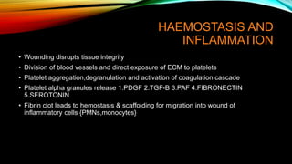HAEMOSTASIS AND
INFLAMMATION
• Wounding disrupts tissue integrity
• Division of blood vessels and direct exposure of ECM to platelets
• Platelet aggregation,degranulation and activation of coagulation cascade
• Platelet alpha granules release 1.PDGF 2.TGF-B 3.PAF 4.FIBRONECTIN
5.SEROTONIN
• Fibrin clot leads to hemostasis & scaffolding for migration into wound of
inflammatory cells {PMNs,monocytes}
 