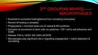 2ND GROUP[48-96HRS]------
MACROPHAGES
• Essential to successful healing[derived from circulating monocytes]
• Remain till healing is complete
• Phagocytosis + microbial stasis via o2 radical & NO synthesis
• Activation & recruitment of other cells via cytokines + GF+ cell to cell adhesions and
ICAM
• Release TGF-b, VEGF, IGF, EGF,LACTATE
• Macrophages play significant role in regulating angiogenesis + matrix deposition &
remodeling
 